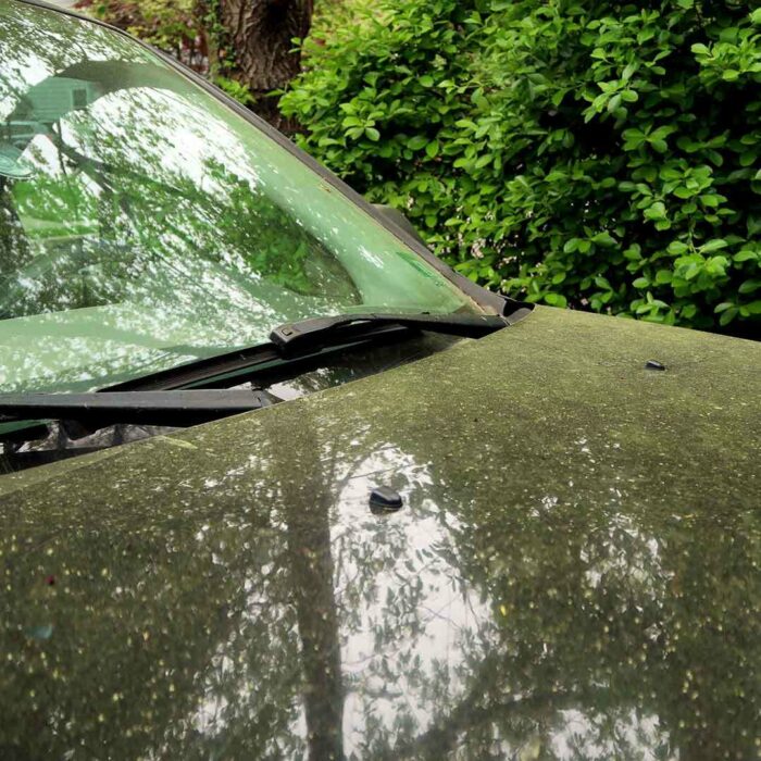 Dieses Auto hat eine Autopflege nötig! Die Windschutzscheibe und Motorhaube sind mit sehr viel Blütenstaub bedeckt, der von den Bäumen un der Hecke im Hintergrund stammt.